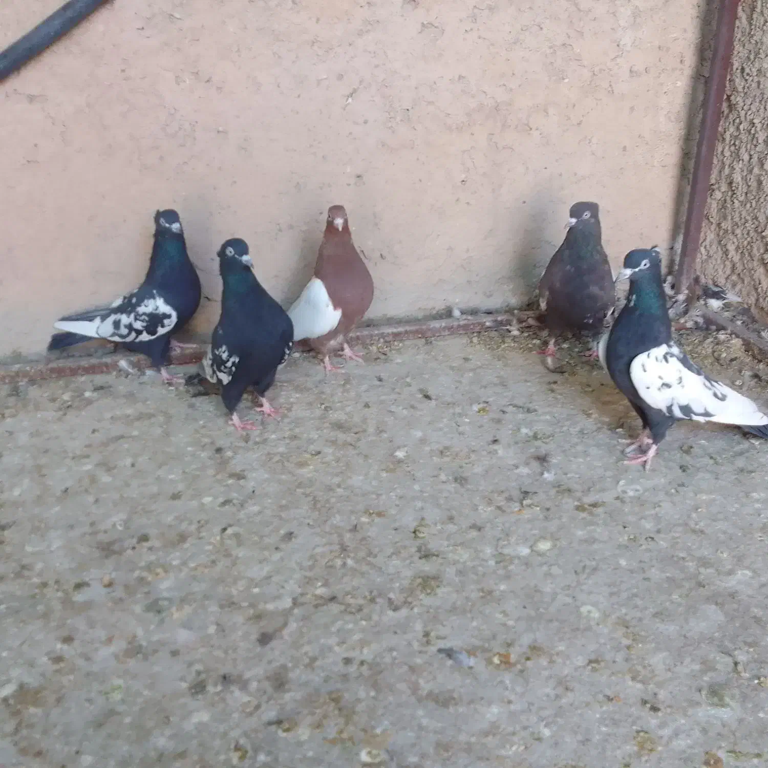 کبوتر .سینه|پرنده|مرودشت, بیست متری بیمارستان|دیوار