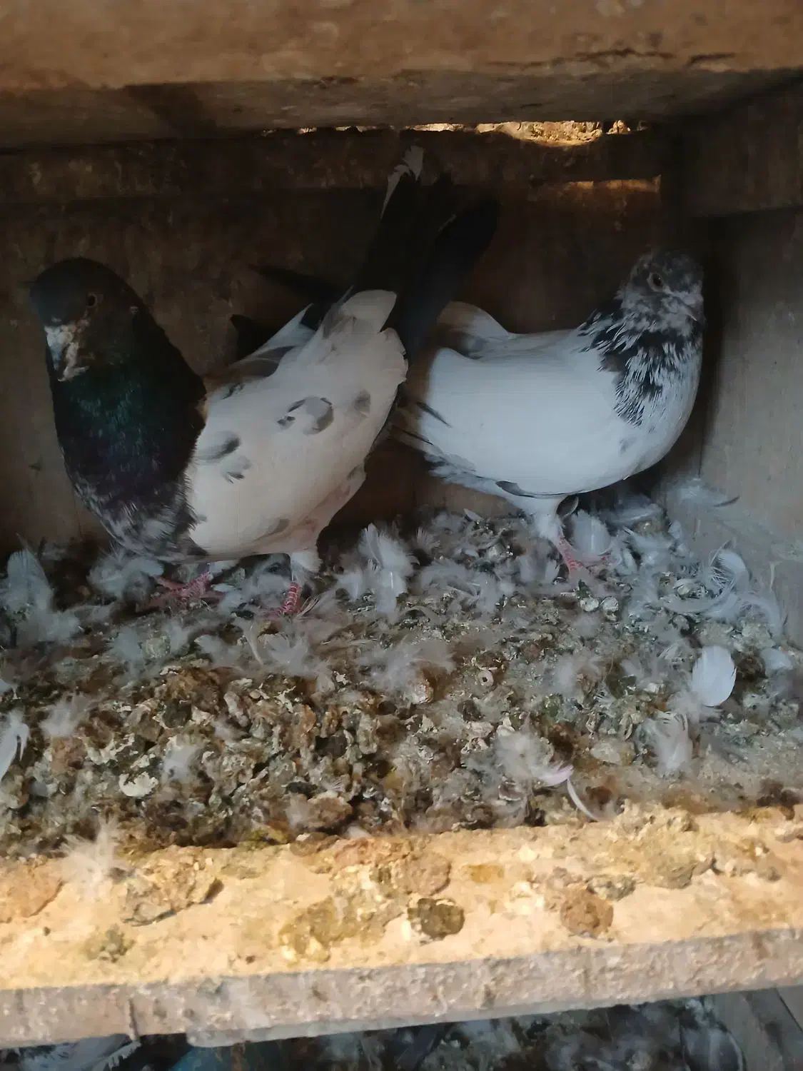 کله دمسبز|پرنده|بروجرد, |دیوار