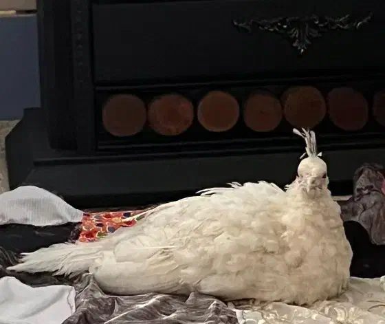 طاووس گمشده|حیوانات|یاسوج, |دیوار