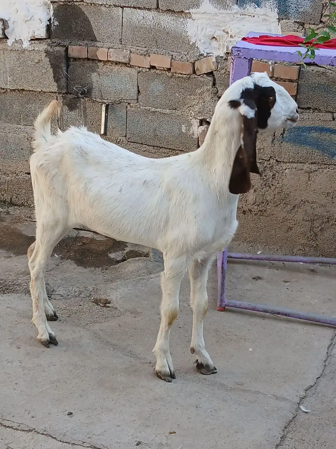 بز پاکستانی اصل ماده شیش دندان|حیوانات مزرعه|گنبد کاووس, |دیوار