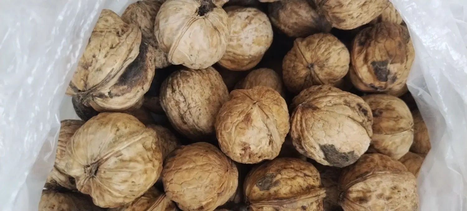 گردو|خوردنی و آشامیدنی|قوچان, |دیوار