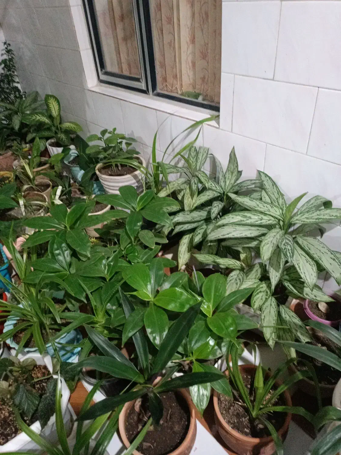 گل طبیعی|گل و گیاه طبیعی|کرمانشاه, |دیوار