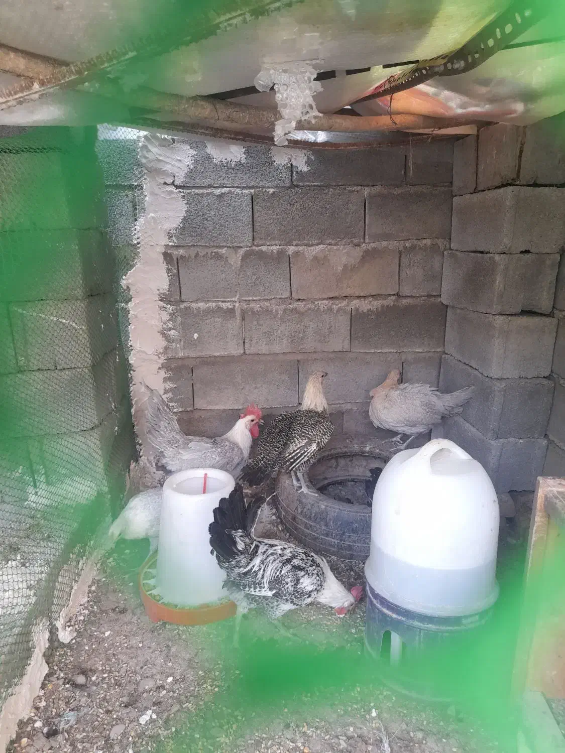 مرغ وخروس فونیکس براکل لاکنزی اراکانا|حیوانات مزرعه|مشهد, امیریه|دیوار