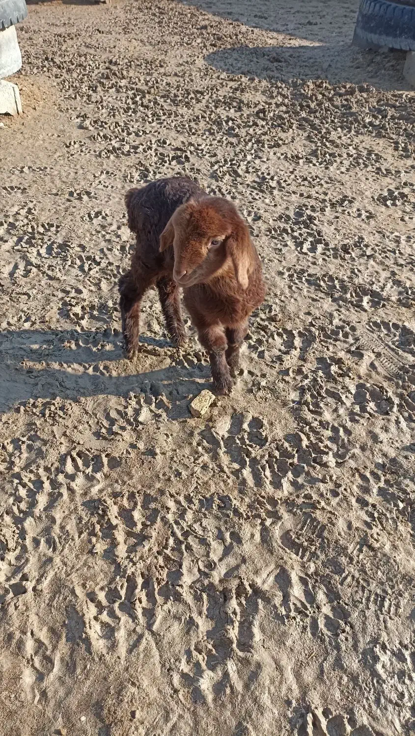 یع بره شیری|حیوانات مزرعه|شیروان (خراسان), |دیوار