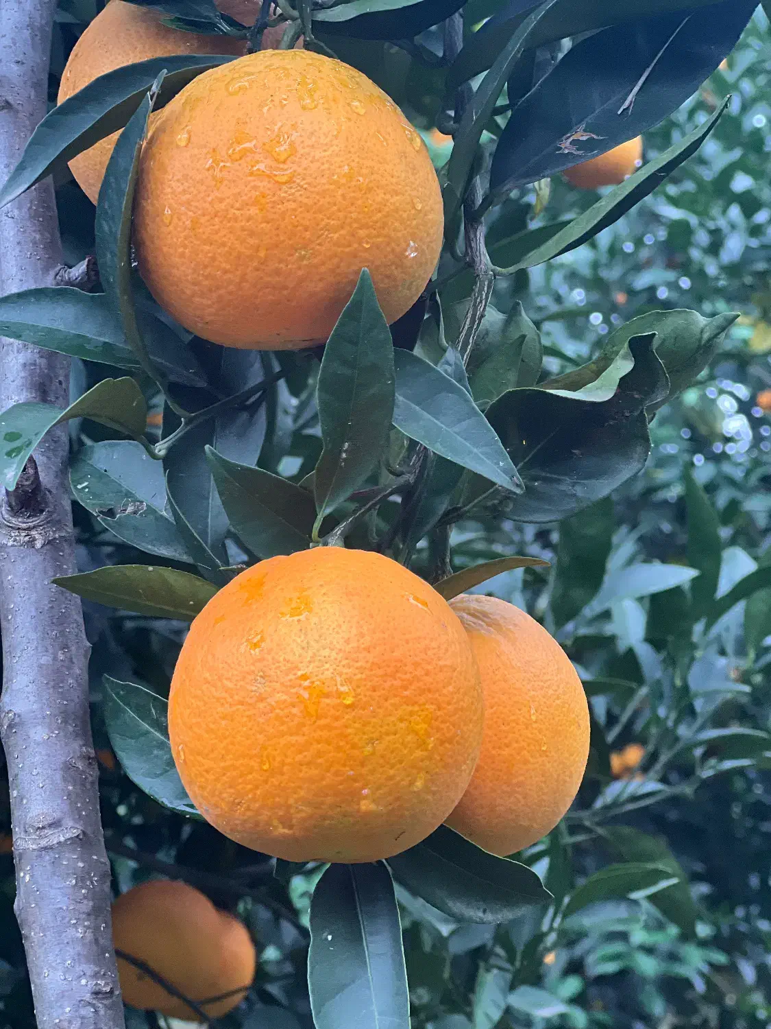 پرتقال تامسون|خوردنی و آشامیدنی|چابکسر, |دیوار