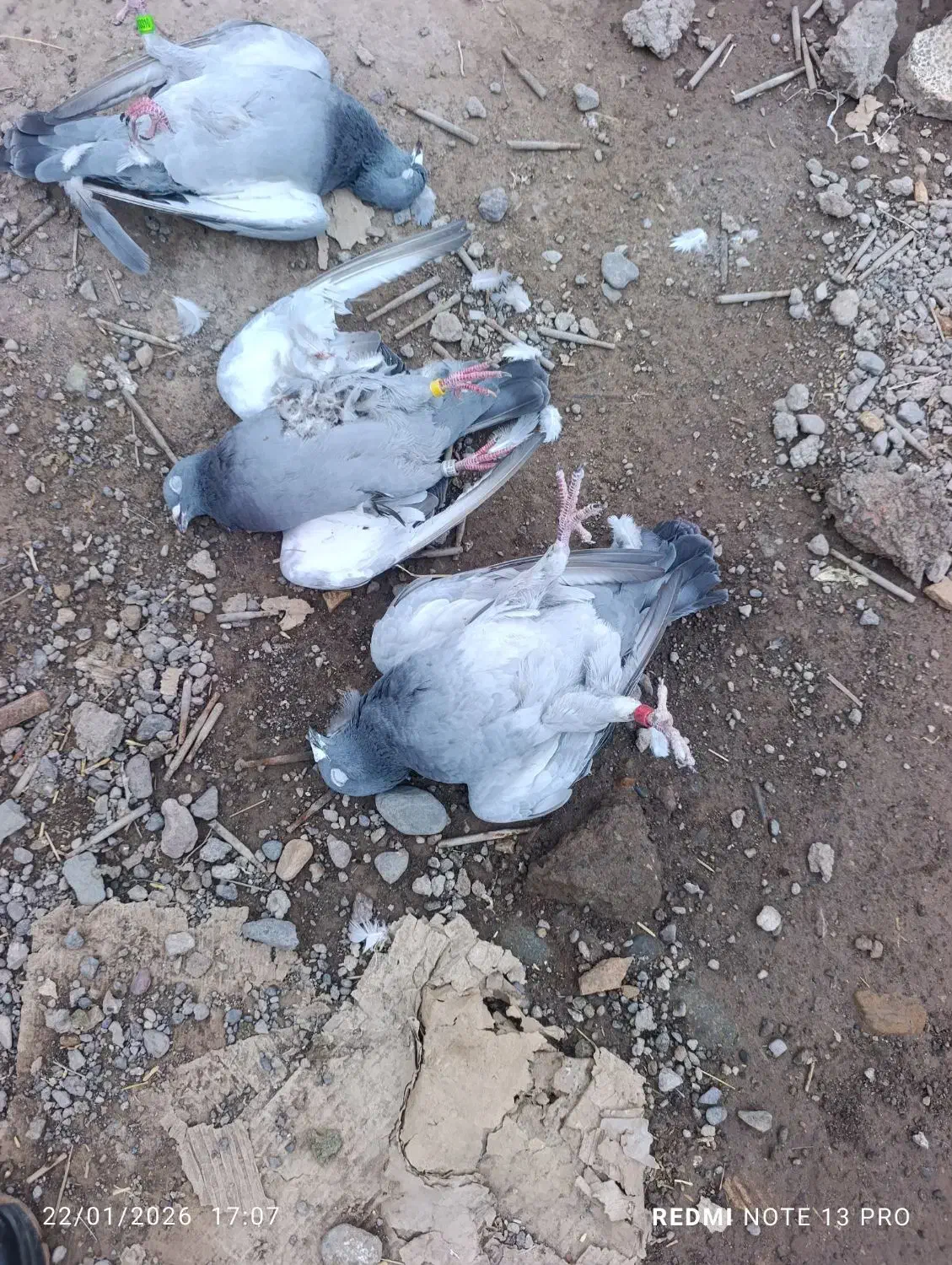 سگ گمشده|حیوانات|بم, |دیوار