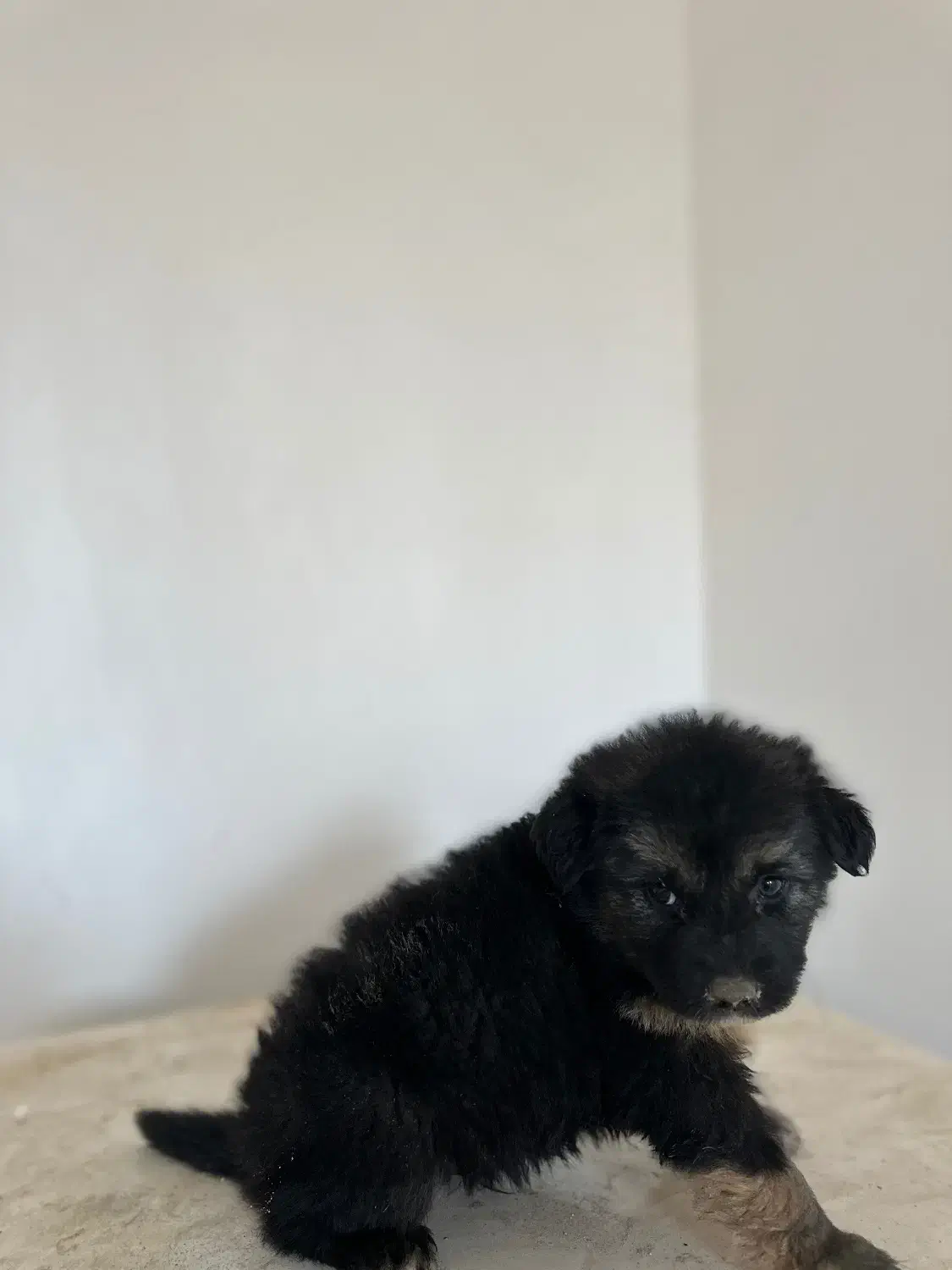 مو بلند ژرمن|سگ|قدس, شهر‌قدس|دیوار