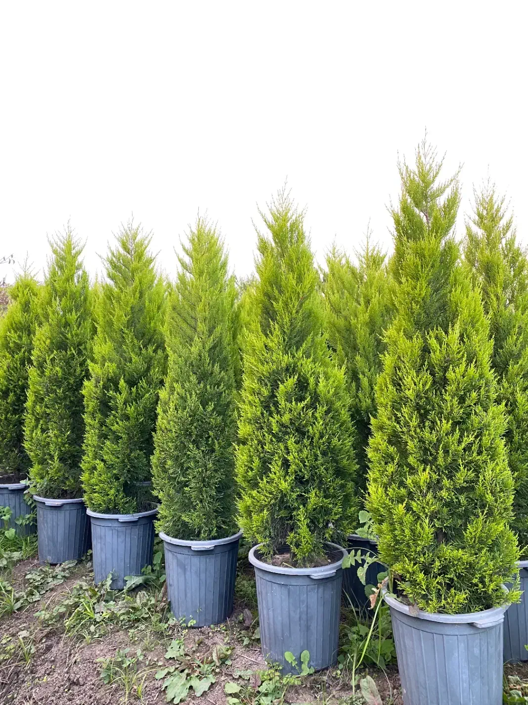 لاوسون زباله|گل و گیاه طبیعی|خرم‌آباد (تنکابن), |دیوار