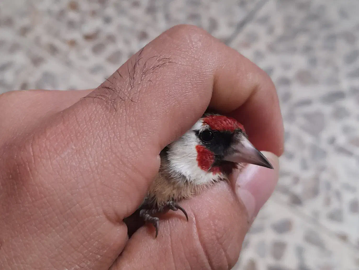 سهره نروماده|پرنده|دزفول, |دیوار