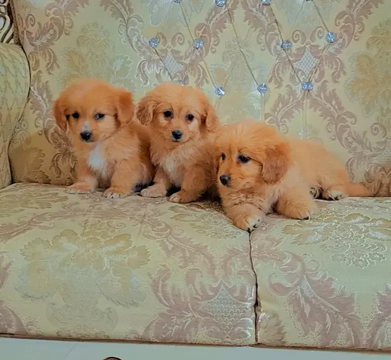 پودل پامر|سگ|رشت, دیانتی|دیوار