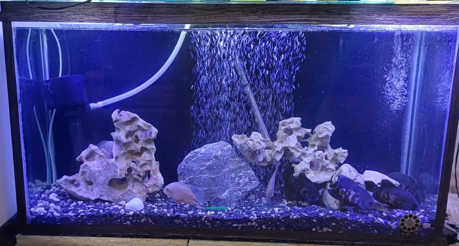 آکواریوم|ماهی|تهران, نیروی دریایی|دیوار