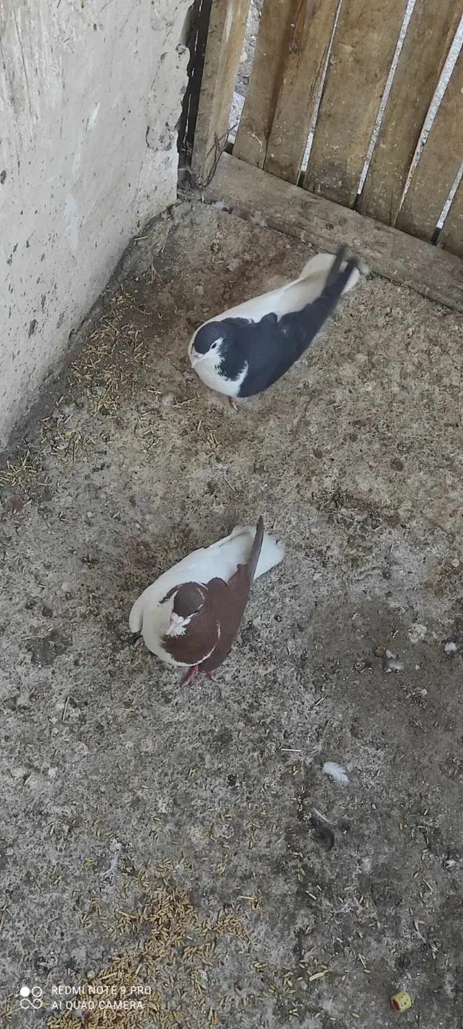 چپ سرخ چپ سیاه چپ‌زرد دم سفید|پرنده|گلبهار, نوبهار|دیوار