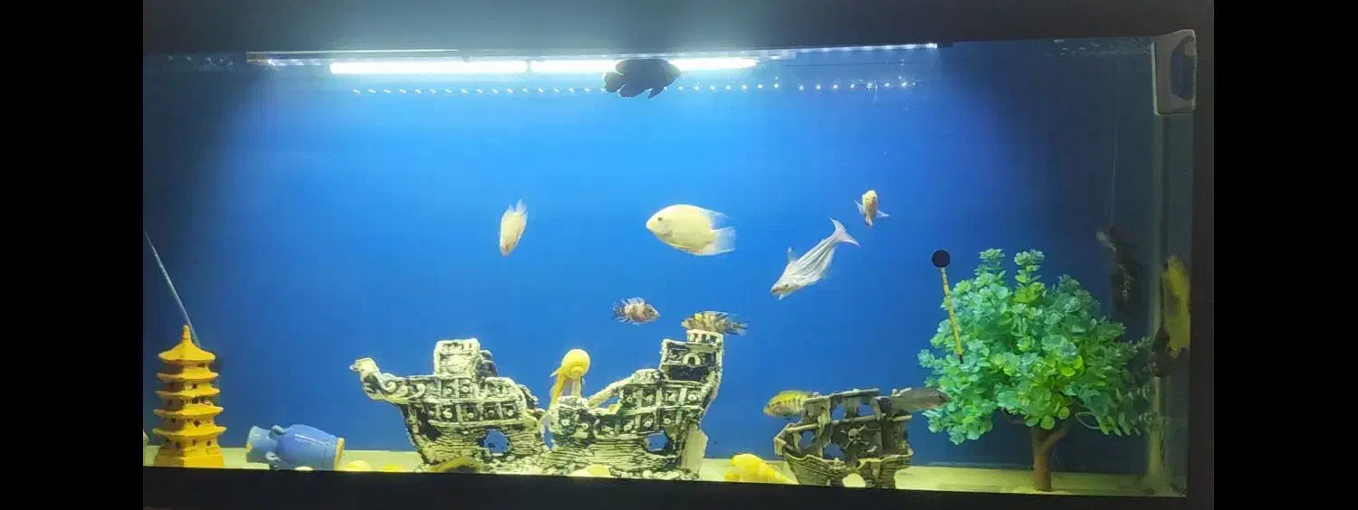 آکواریوم حرفه ای تمیز مرتب سالم|ماهی|خرمآباد, |دیوار