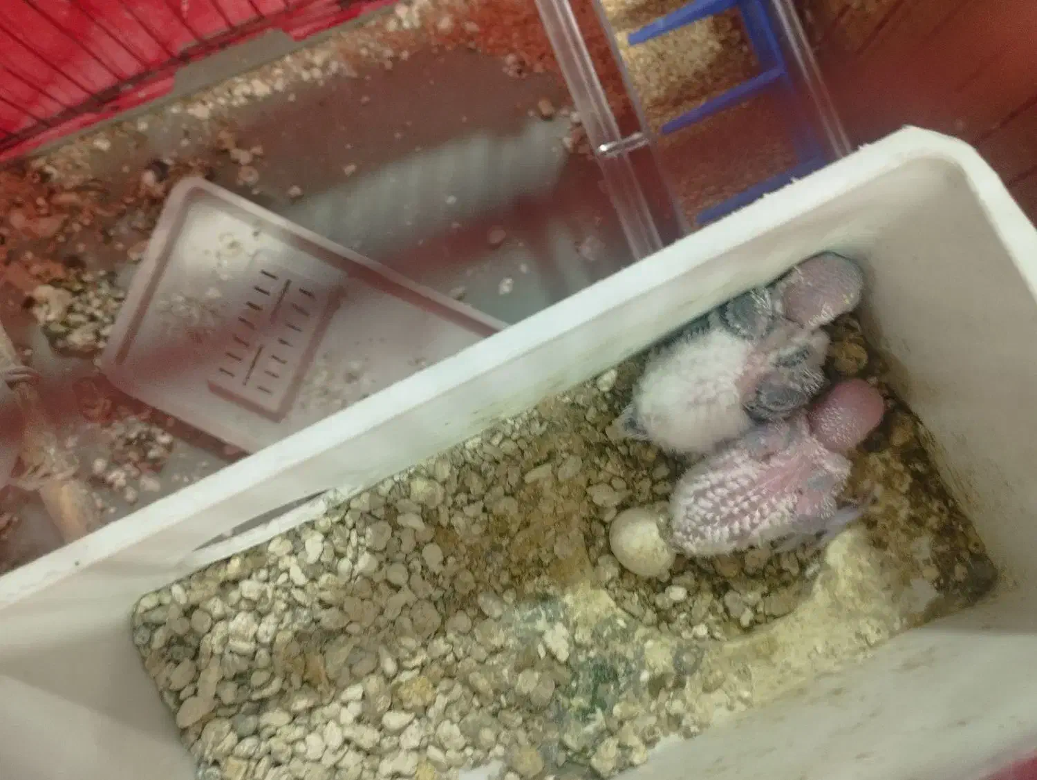 مرغ عشق|پرنده|شوشتر, |دیوار