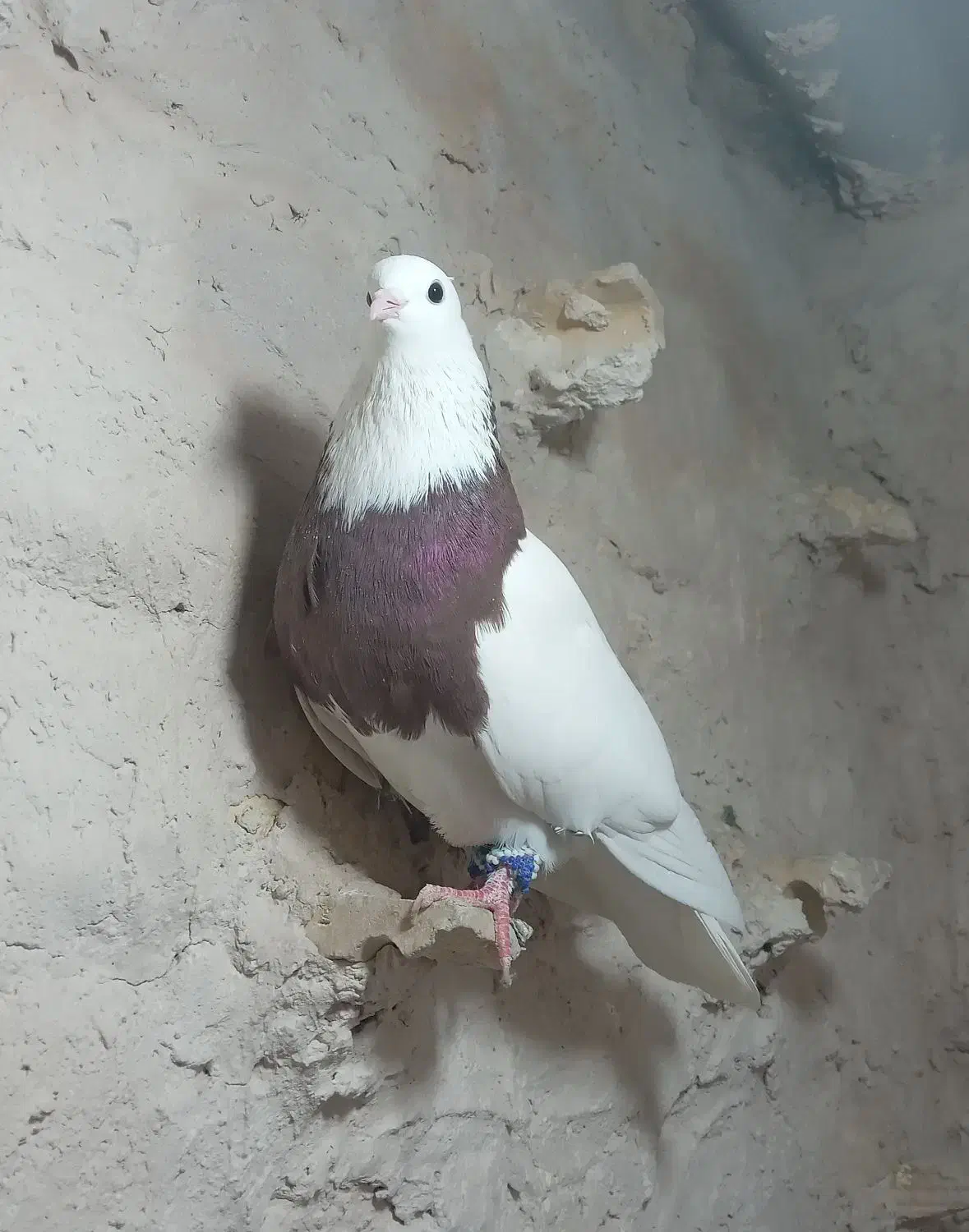 کبوتر پرشی کله سیاه،سبز ،زاغ ،دمسفیدو طوقی|پرنده|مشهد, گلبرگ|دیوار