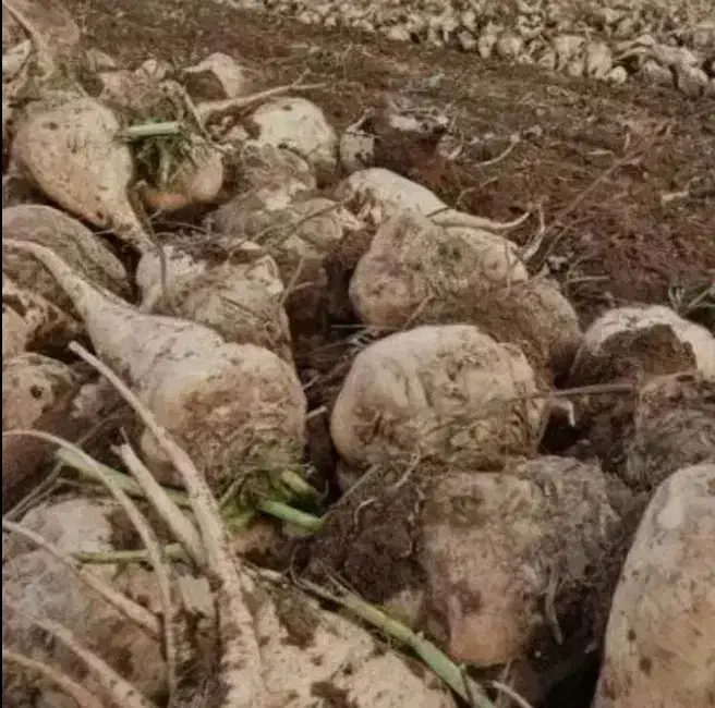 فروش چغندر قند|عمدهفروشی|فامنین, |دیوار