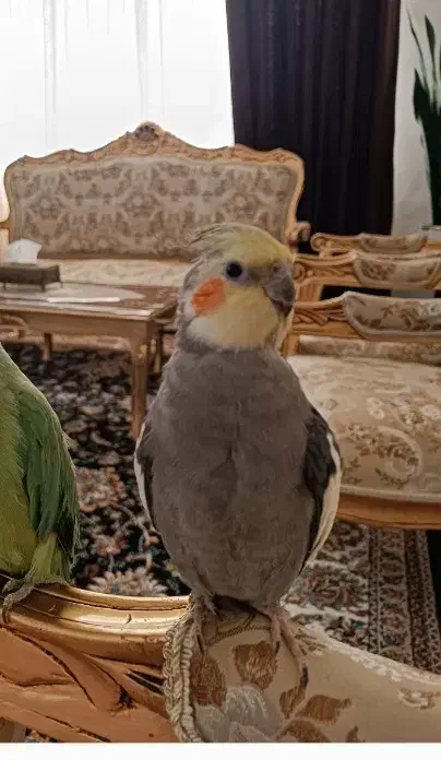 عروس طوطی گم شده|پرنده|قزوین, |دیوار