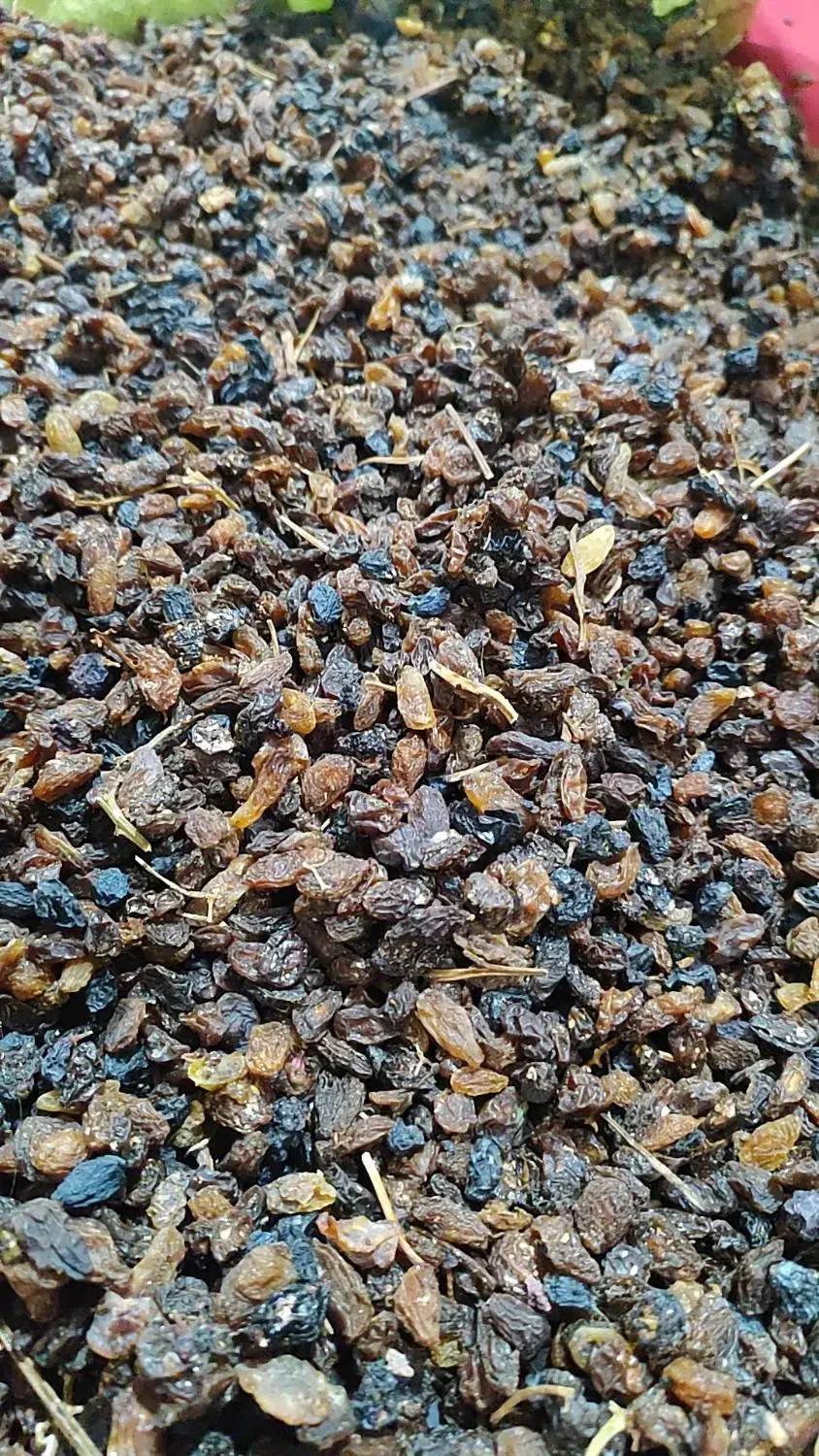 کشمش آفتابی|عمده‌فروشی|یزد, |دیوار