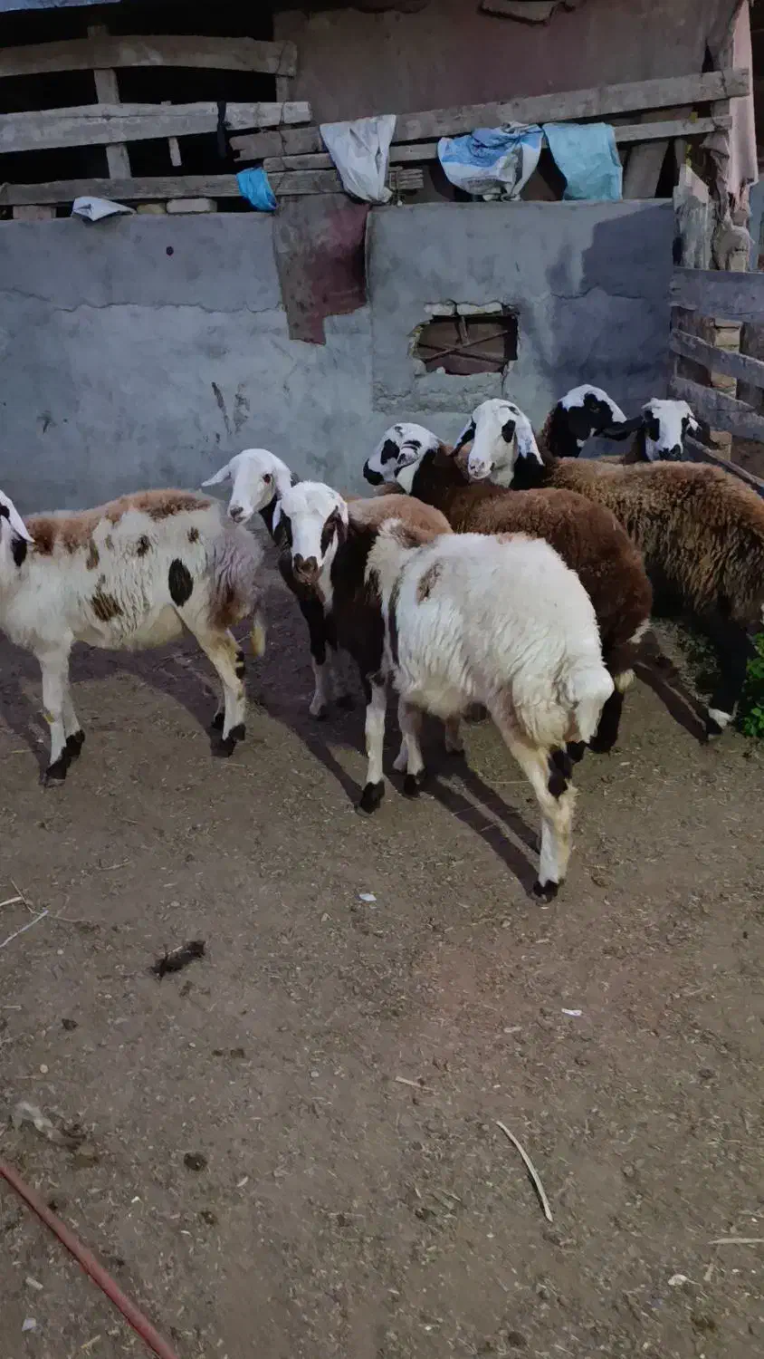 7راس توقلی ماده زیر قوچی پلنگی|حیوانات مزرعه|سیمین شهر, |دیوار