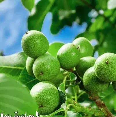 پیشفروش نهال گردو لارا رقم بذری|خدمات باغبانی و درختکاری|ایوان, |دیوار