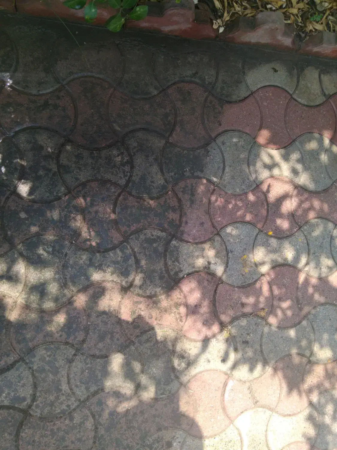 کفسابی سنگ موزایک|خدمات نظافت|ساری, |دیوار