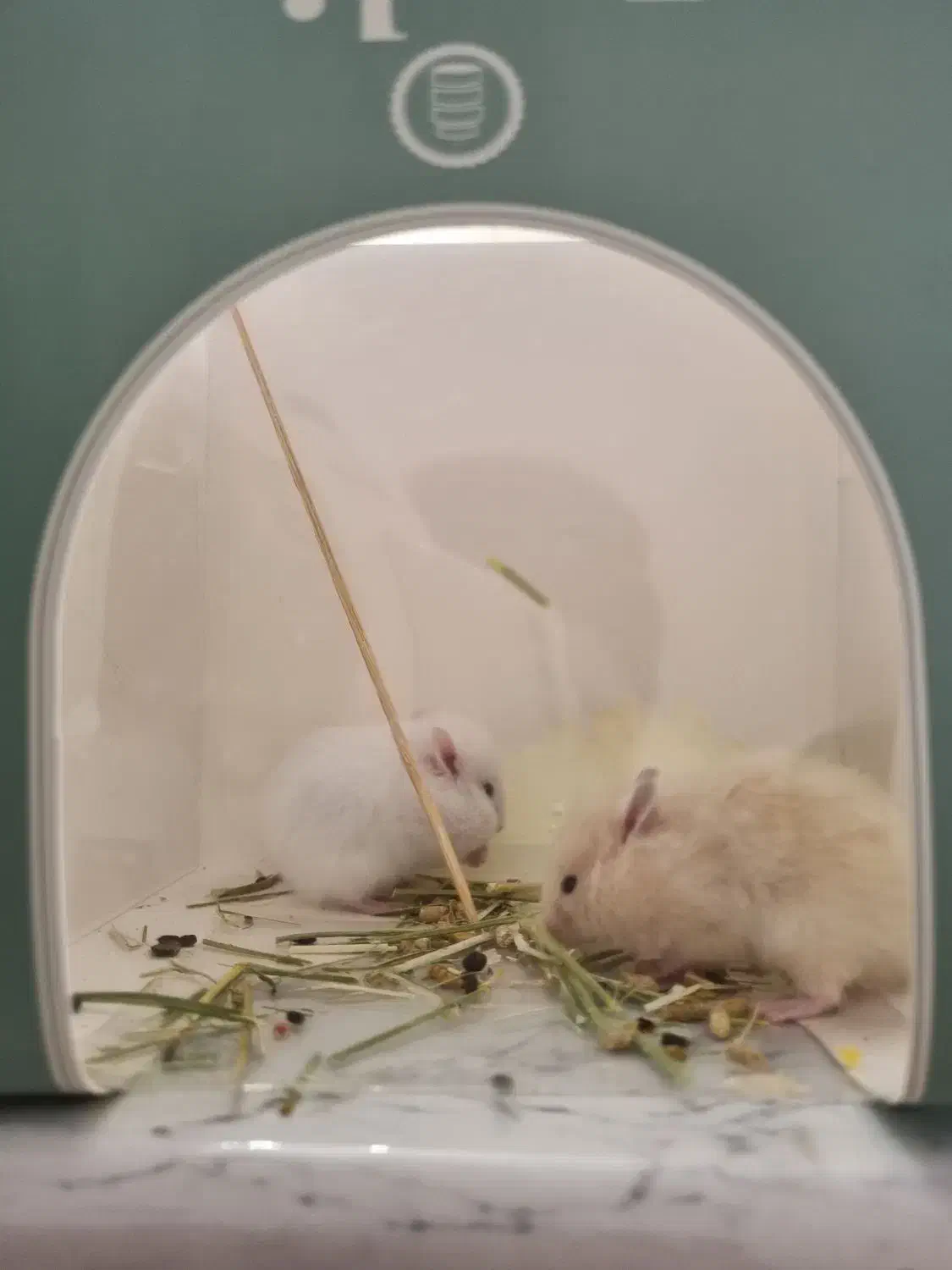 همستر کوچک|موش و خرگوش|اصفهان, بهارستان|دیوار