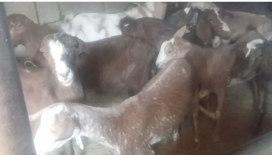 بزغاله خارجی|حیوانات مزرعه|ایلام, |دیوار