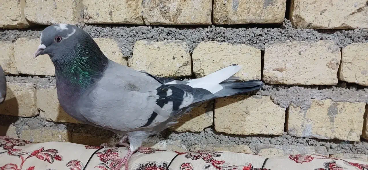 کبوتر|پرنده|فامنین, |دیوار