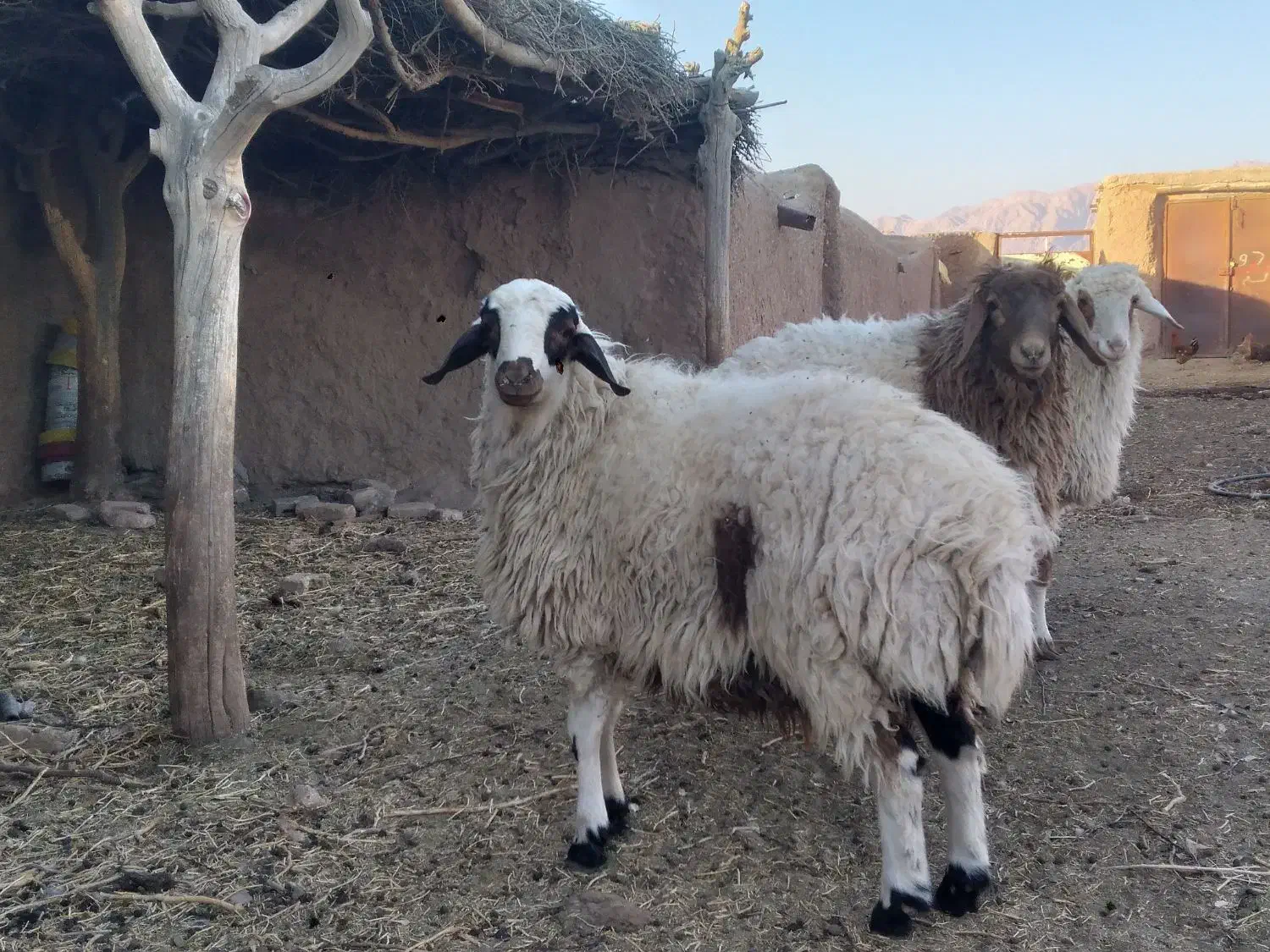 بره نر وماده|حیوانات مزرعه|قائن, |دیوار