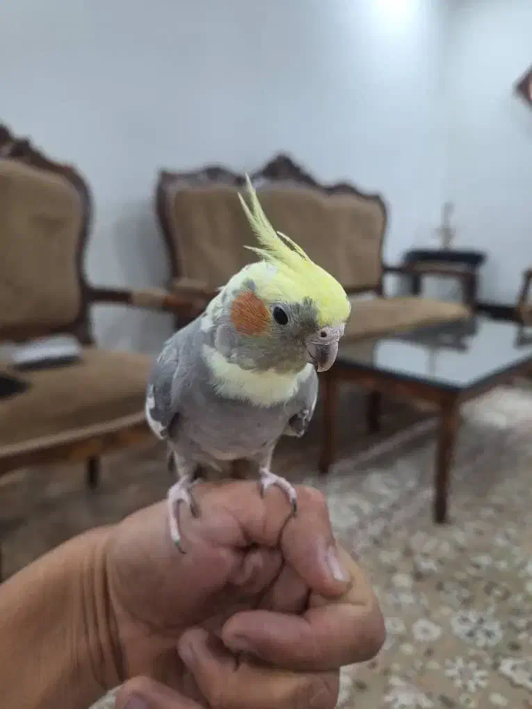 پرنده عروس هلندی فروشی|پرنده|تهران, اوقاف|دیوار