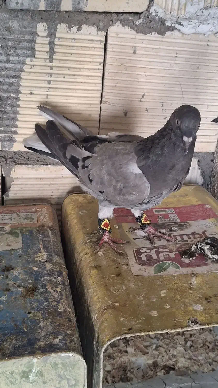 کبوتر|پرنده|فولادشهر, مسکن مهر فولادشهر|دیوار