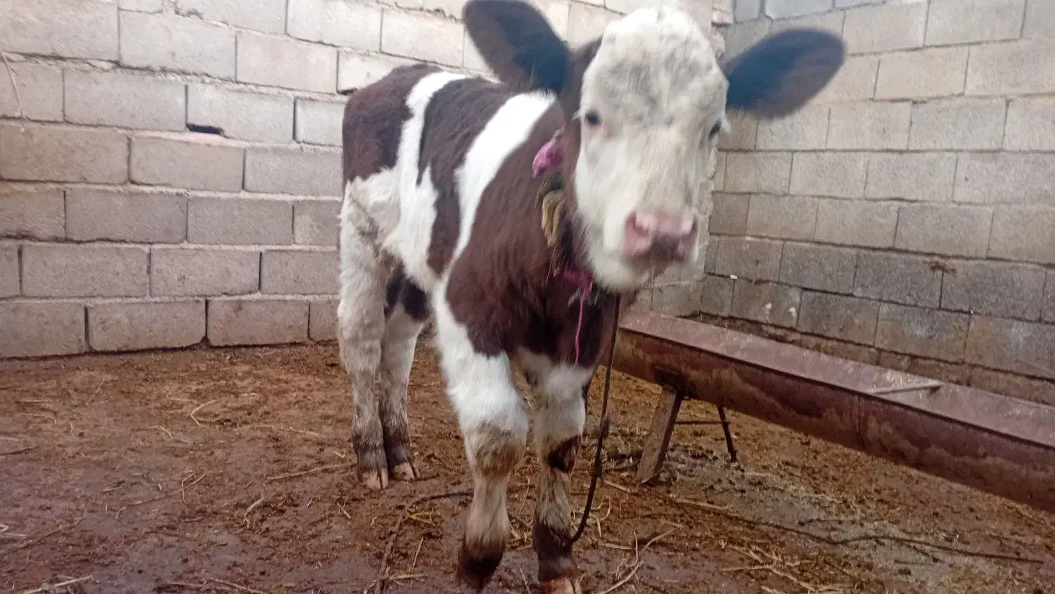 گوساله نژادبرتر|حیوانات مزرعه|آق قلا, |دیوار