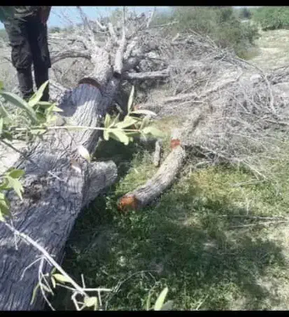 قطع درختان مزاحم|خدمات باغبانی و درختکاری|میناب, |دیوار