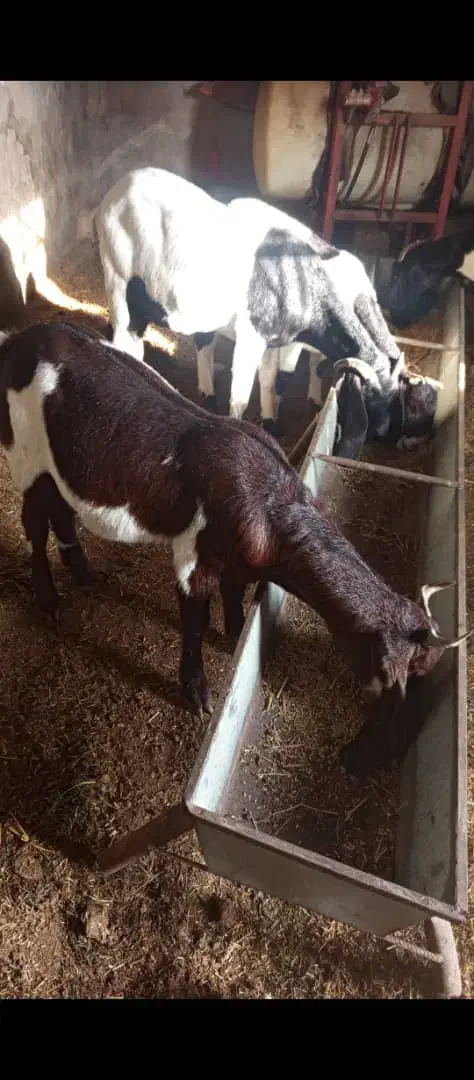 بزافقانی اصل|حیوانات مزرعه|سوسنگرد, |دیوار