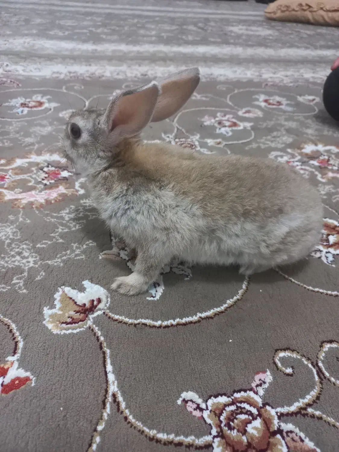 خرگوش رام و بازیگوش|موش و خرگوش|جوانرود, |دیوار