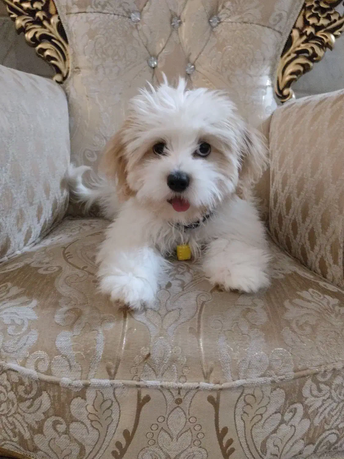 سگ باهوش کوچولو|سگ|قم, بنیاد|دیوار