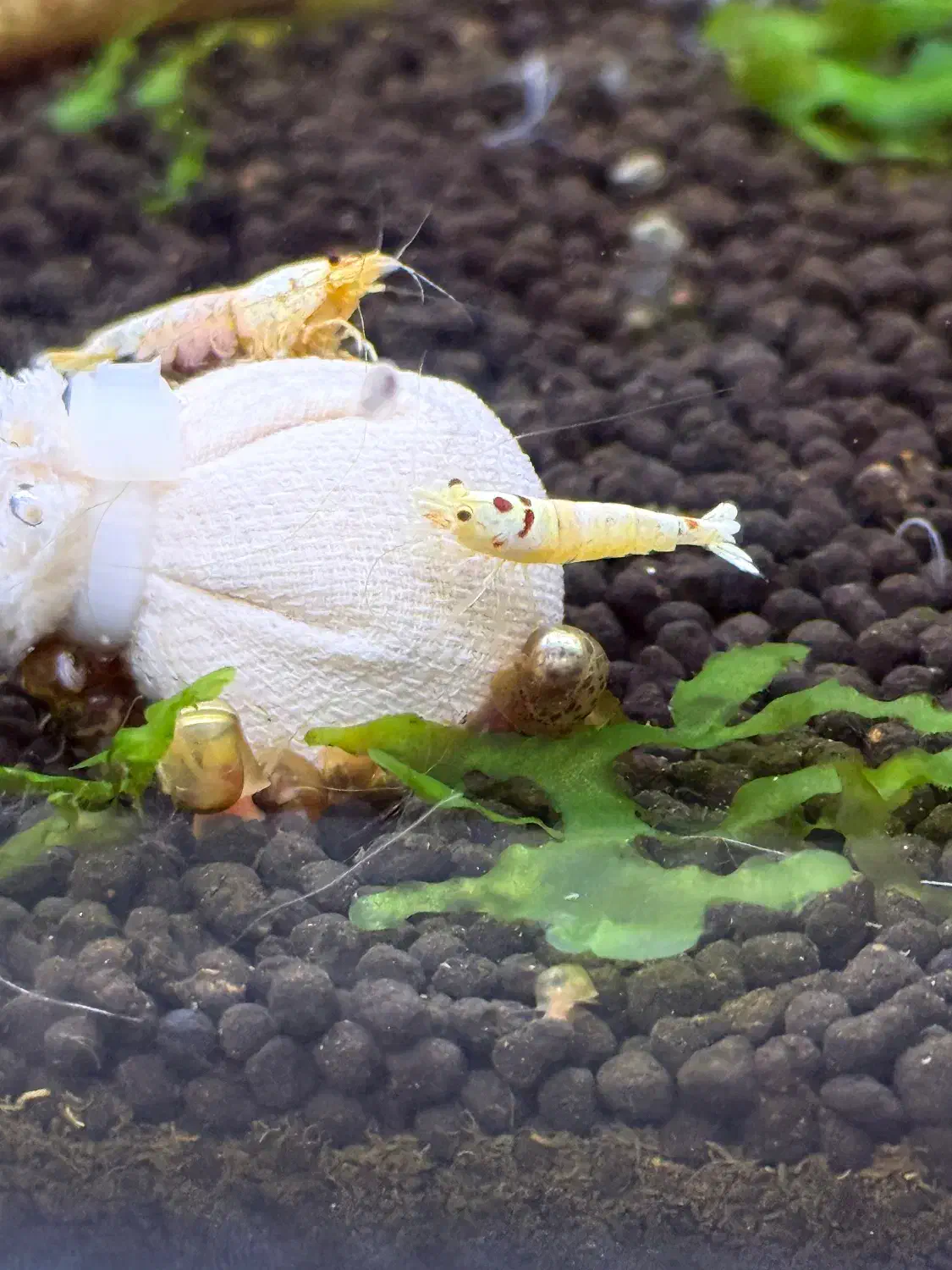 شیریمپ میلگو پی آر ال ماسورا|ماهی|کرج, شهرک جهان‌نما|دیوار