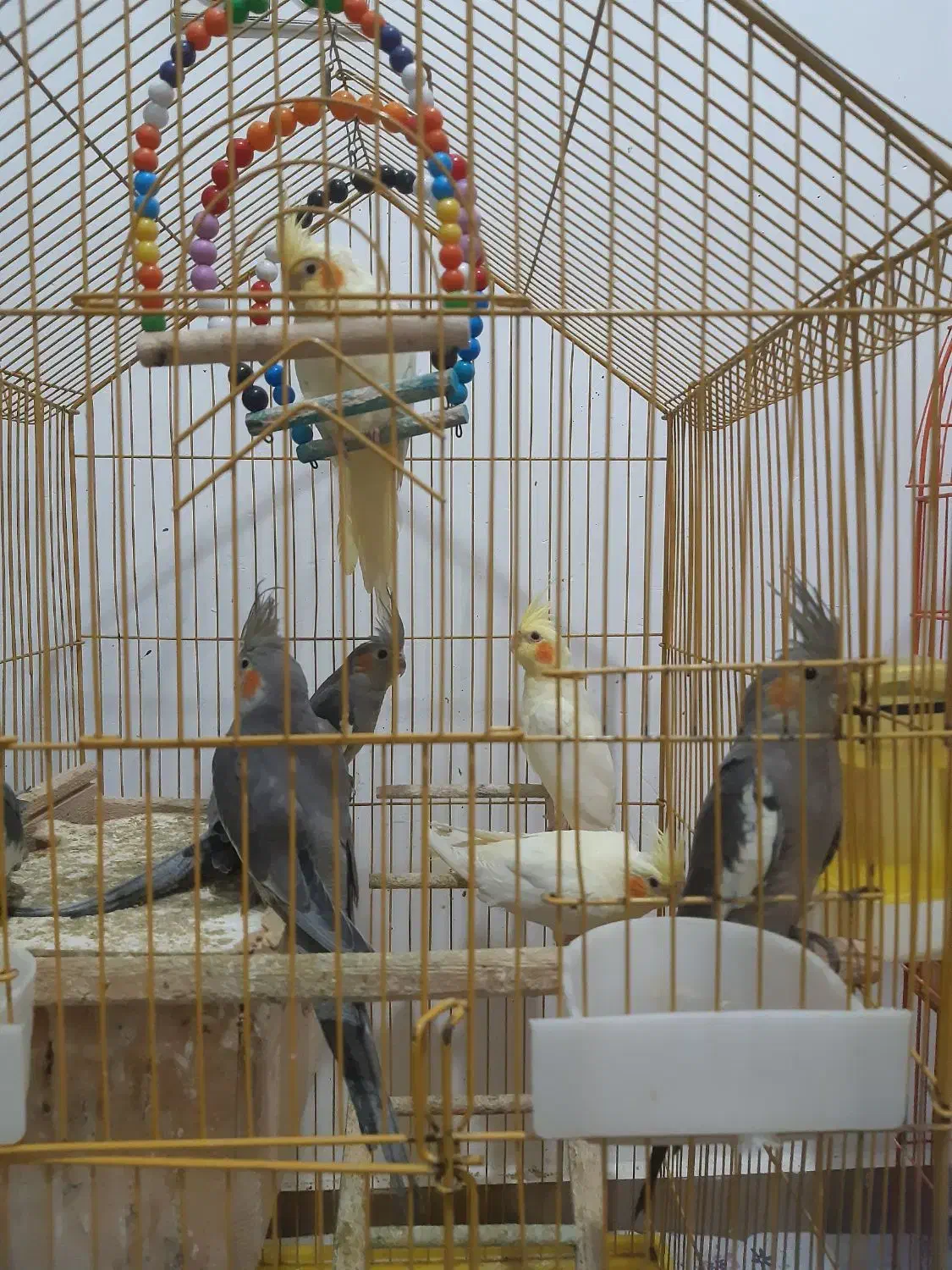 عروس هلندی|پرنده|رشت, لاکان|دیوار