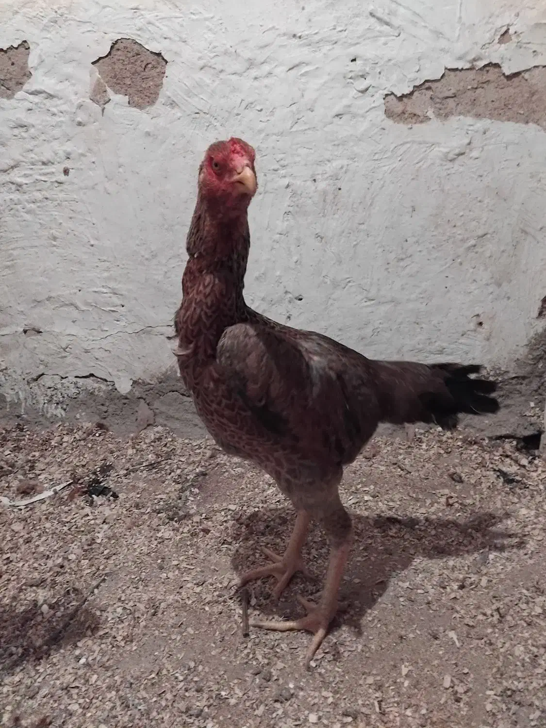 مرغ لاری|حیوانات مزرعه|آذرشهر, |دیوار
