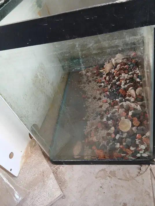 اکواریم|ماهی|وحیدیه, |دیوار