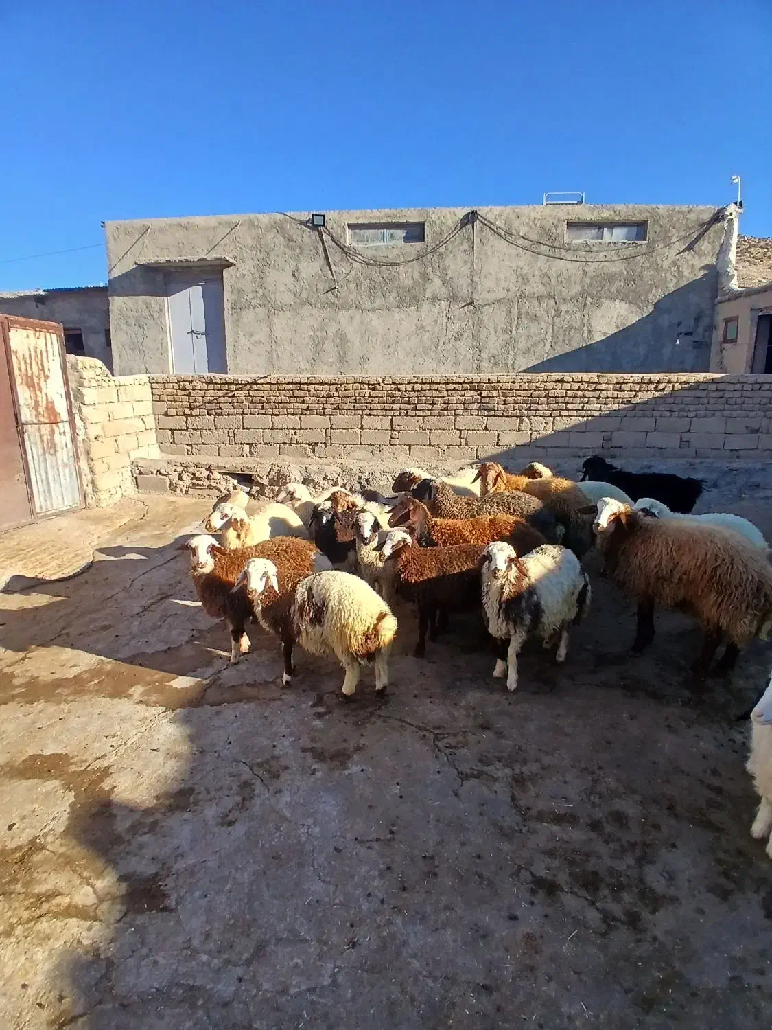 شش راس بره  پرواری وچاق  ویک راس بزغاله نر|حیوانات مزرعه|ایوان, |دیوار