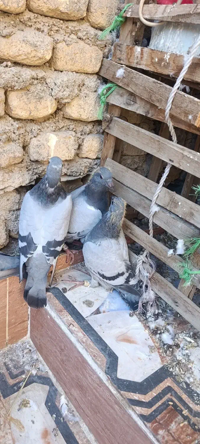 پلاکی|پرنده|خرمشهر, |دیوار