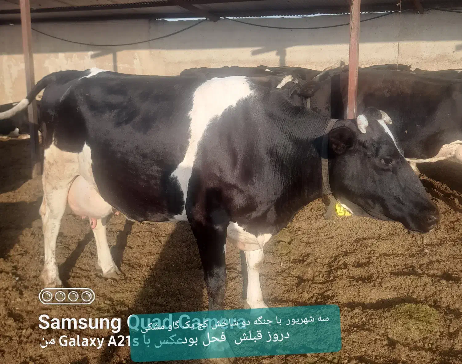 غاز|حیوانات مزرعه|بانش, |دیوار