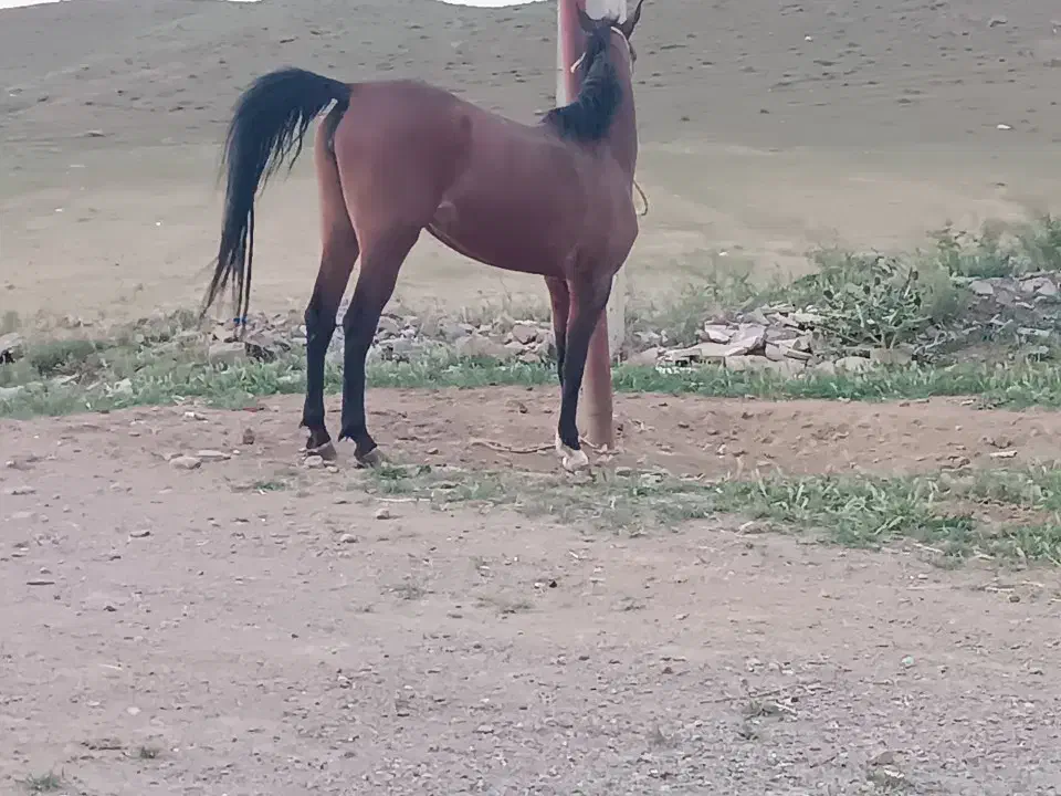 دوراس اسب|اسب و تجهیزات اسب‌سواری|شاهین دژ, |دیوار