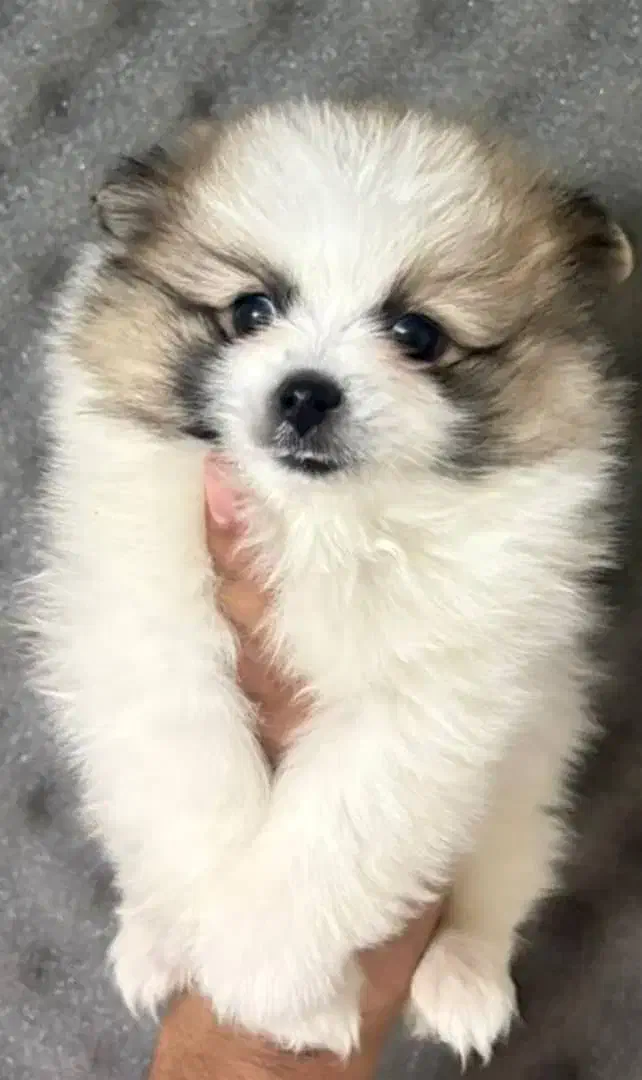 سگ پامرخرسی|سگ|اصفهان, شیخ اشراق|دیوار