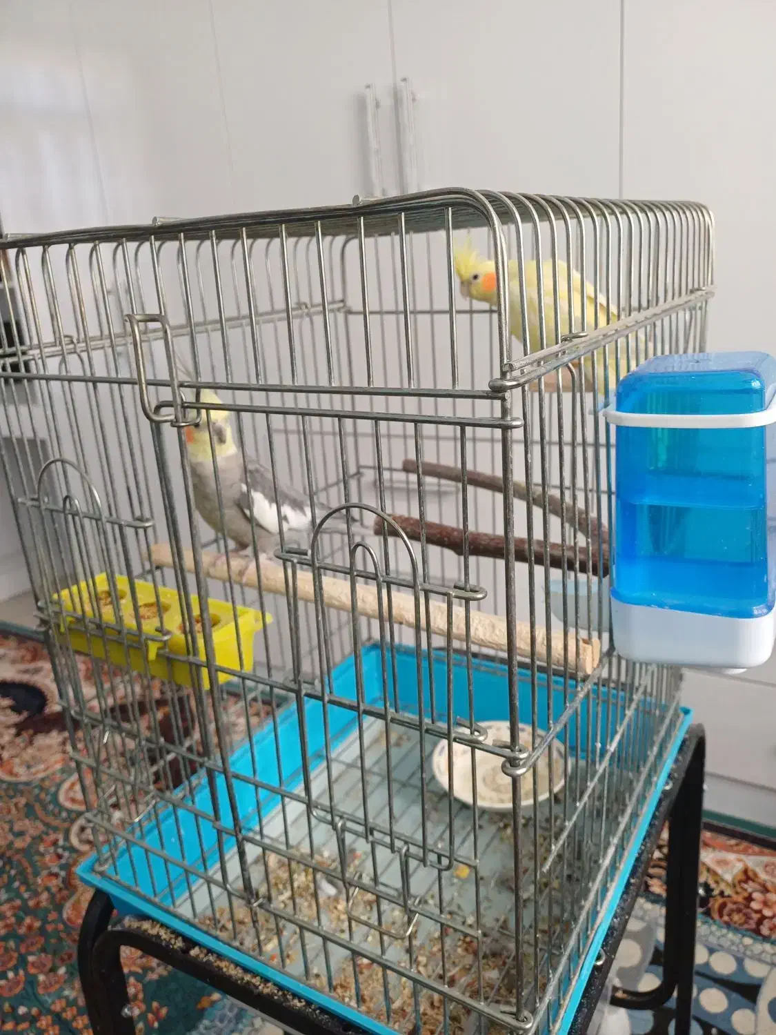 عروس هلندی|پرنده|ایلام, |دیوار