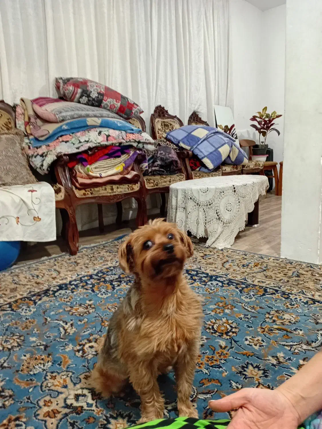 فروشی|سگ|کرج, حیدرآباد|دیوار