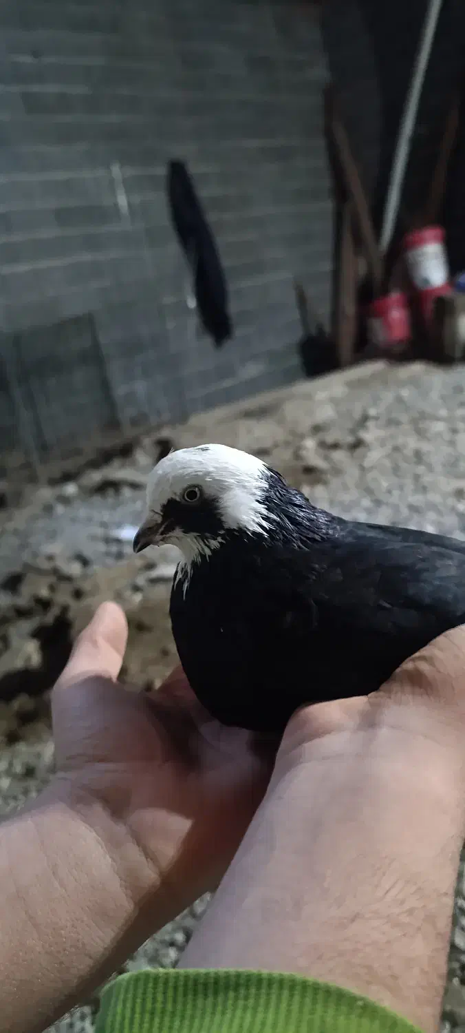 کبوتر|پرنده|ساری, |دیوار