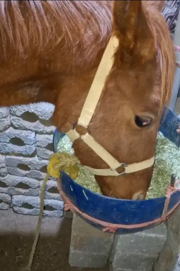 اسب نر|اسب و تجهیزات اسب‌سواری|تیران, |دیوار