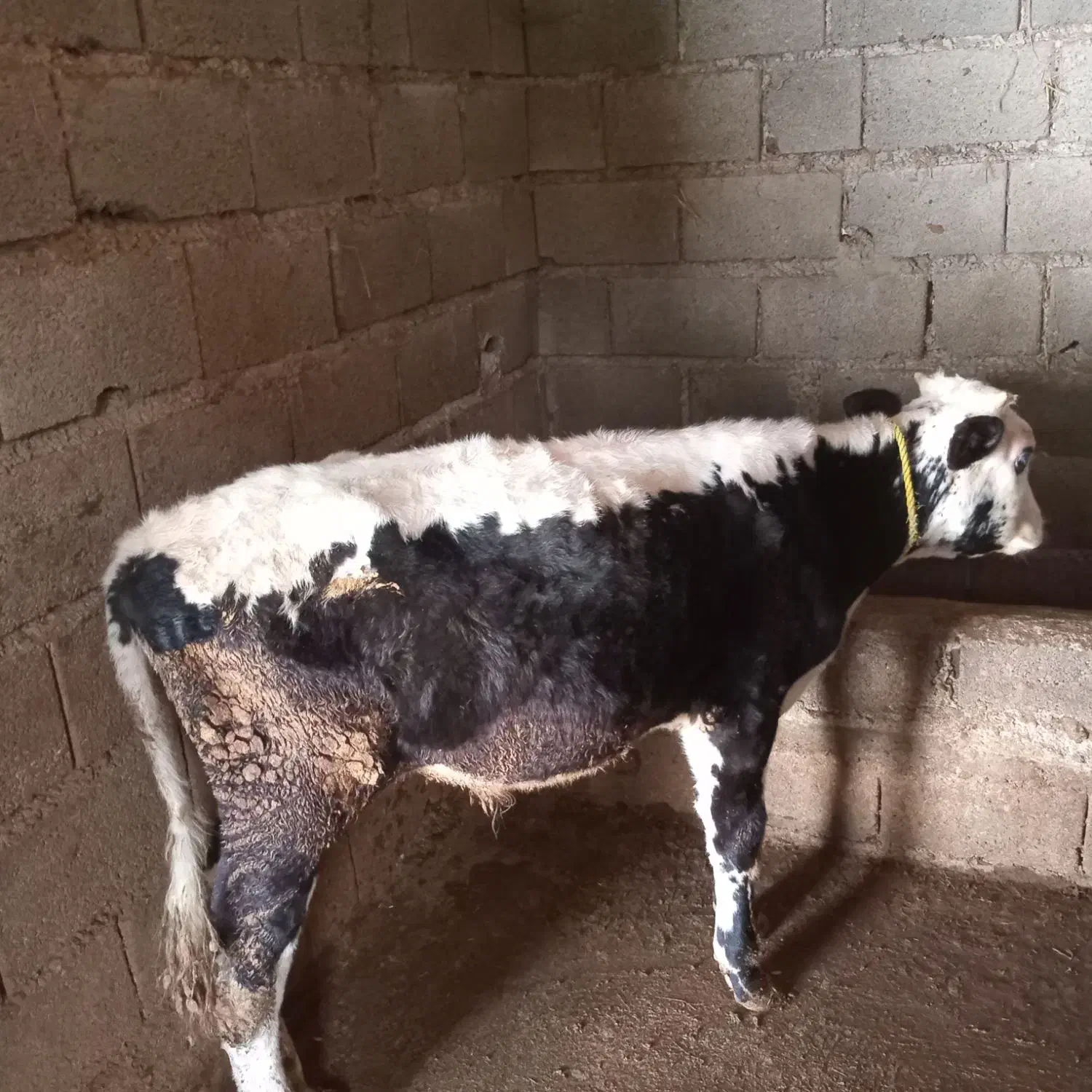 فروش.دو.راس.گوساله.نر|حیوانات مزرعه|املش, |دیوار